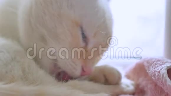 白猫舔干净宠物的头发躺在窗前的窗台上视频的预览图