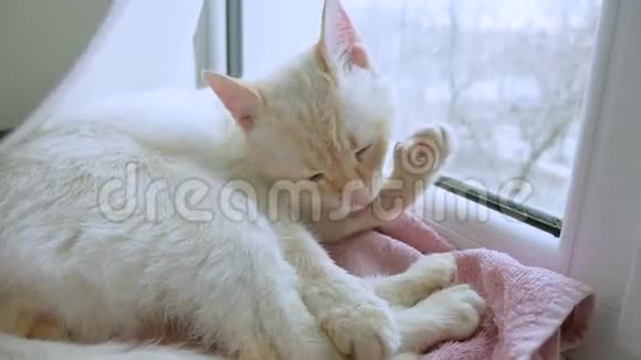 白猫舔干净的头发把宠物放在窗台上视频的预览图