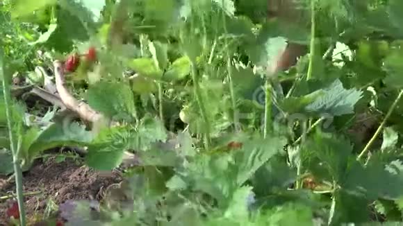 高级农民奶奶除草草莓植物视频的预览图