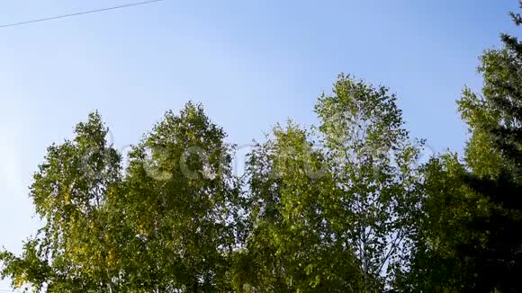 秋树逆天高楼林立视频的预览图