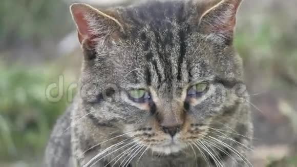 愤怒的悲伤猫滑稽的眼睛坐在户外视频的预览图