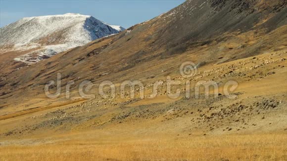 一群羊在山上吃草后面是雪峰秋天晴天和刮风的天气视频的预览图