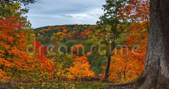 4秋季景观的K时程秋天公园里五颜六色的树叶视频的预览图