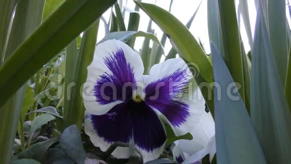 美丽的白色和紫色的花视频的预览图