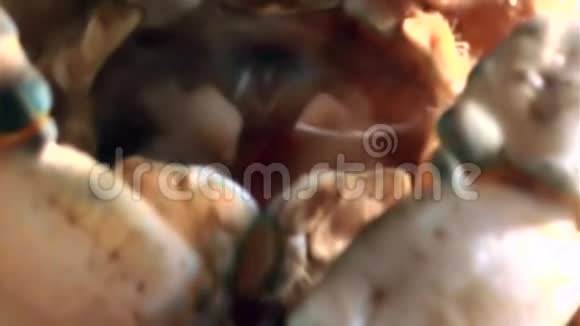 蟹在俄罗斯白海海底近距离吃虾视频的预览图