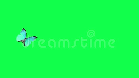 绿色背景上的蝴蝶视频的预览图