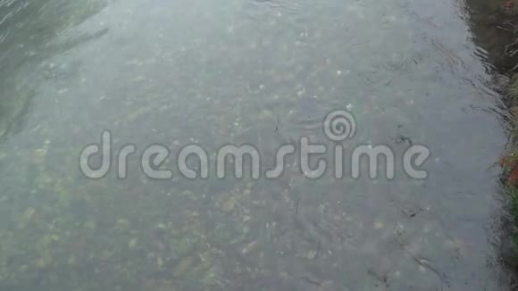 雾天河流水面宁静的景象视频的预览图