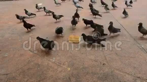 饥饿的鸽子成群结队地吃着面包视频的预览图