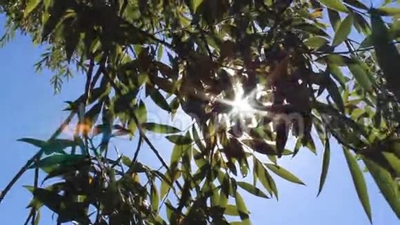 明亮的午后的树冠视频的预览图