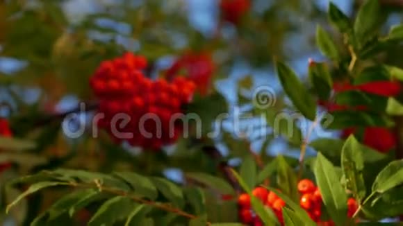 罗文浆果有成熟浆果的山灰树视频的预览图