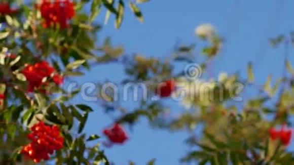 罗文浆果有成熟浆果的山灰树视频的预览图