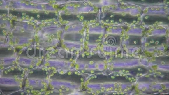 植物细胞中的叶绿体视频的预览图