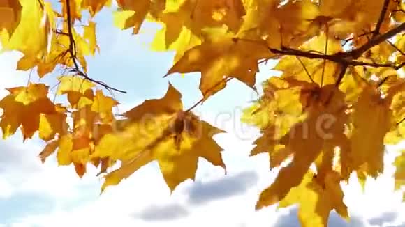 阳光透过秋天的枫叶视频的预览图