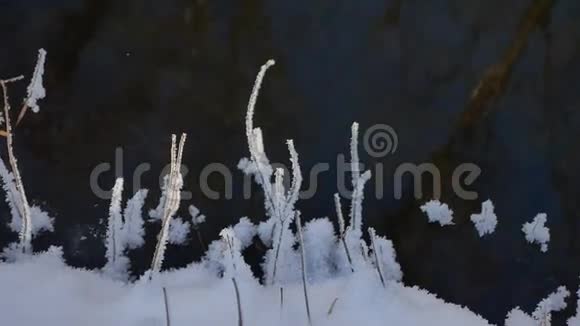 冻草流林溪冬季自然景观视频的预览图