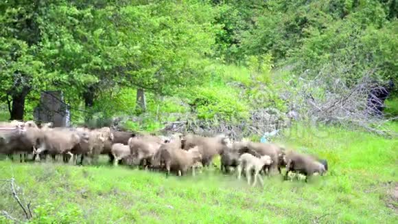 山坡田园牧歌中的羊群视频的预览图