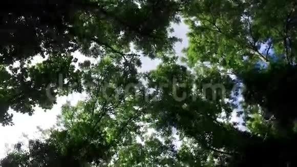 夏季在温带森林中穿过树冠的上景视频的预览图