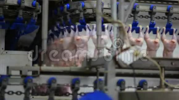加工厂家禽视频的预览图