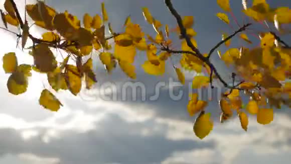 黄色的白杨阳光在蓝天背景下离去树叶美丽的阳光森林阳光秋景视频的预览图