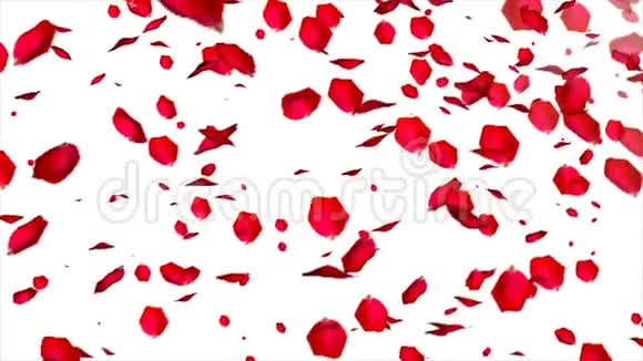 白色背景上飘落的玫瑰花瓣视频的预览图