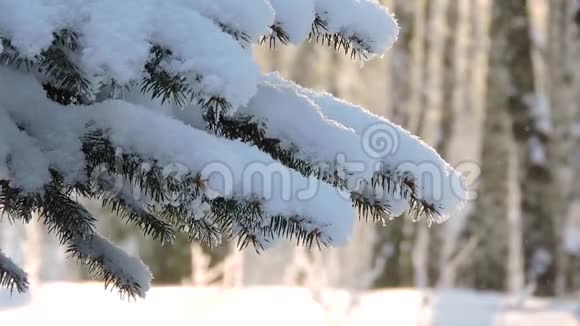 冬天的大雪雪覆盖的树枝在风中摇摆视频的预览图