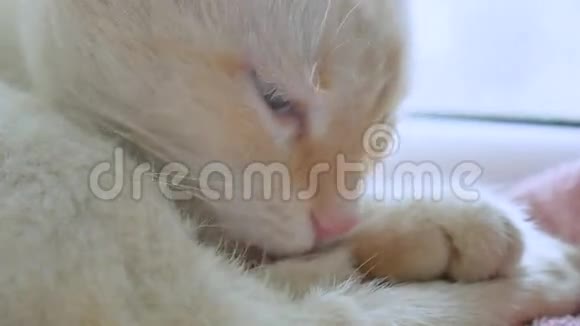白猫舔干净的头发宠物躺在窗台上视频的预览图