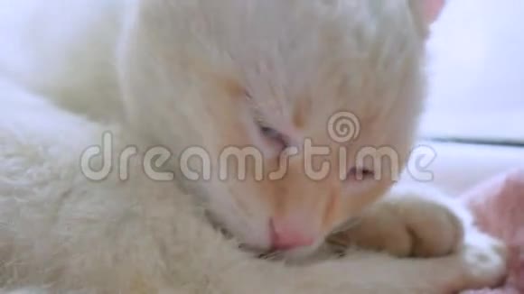 白猫舔宠物干净的头发躺在窗台上的窗户上视频的预览图