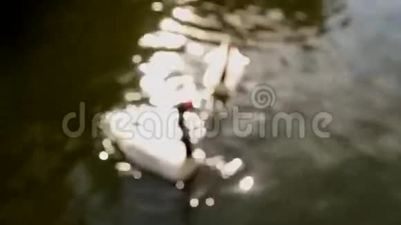 湖泊上的黑梅日希里亚视频的预览图