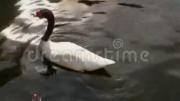 湖泊上的黑梅日希里亚视频的预览图