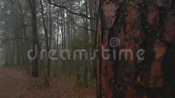 秋天树林的景色视频的预览图