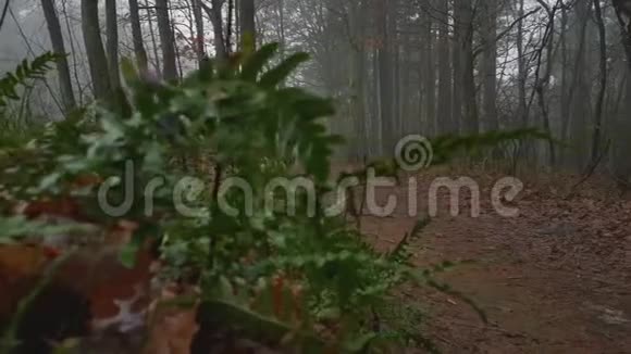 秋天树林的景色视频的预览图