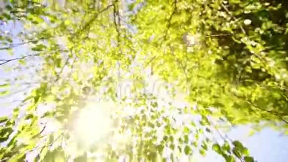 春天自然树叶树木生长视频的预览图