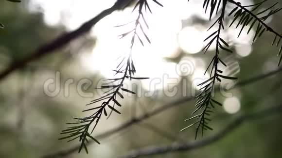 森林太阳枝春天视频的预览图