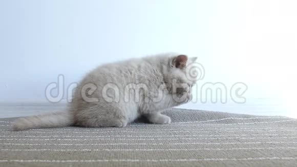 可爱的小猫地毯上的英国小鸟视频的预览图