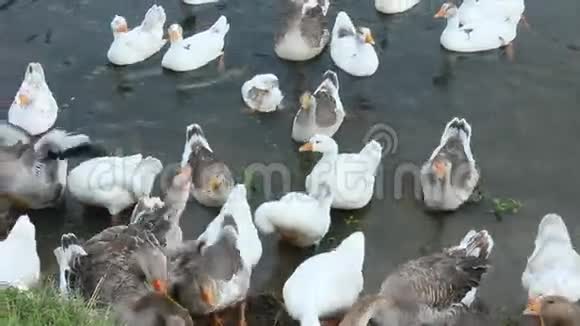 白鹅飞翔在水面上视频的预览图