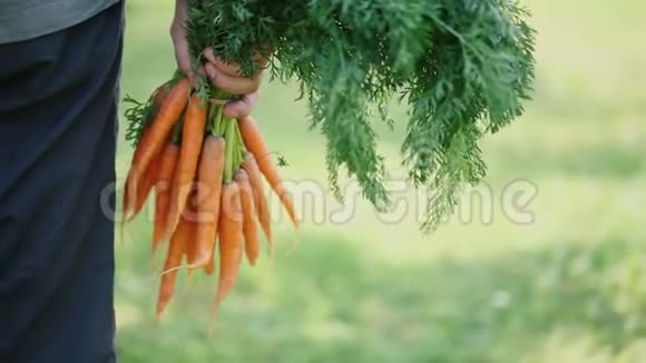 有机胡萝卜在农民手中视频的预览图