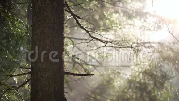 森林太阳枝春天视频的预览图