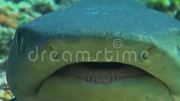 白尖礁鲨鱼视频的预览图
