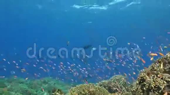 珊瑚礁与安蒂亚斯视频的预览图