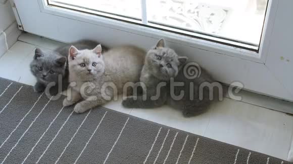 英国小猫在地毯上玩耍视频的预览图