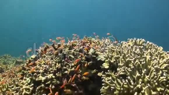珊瑚礁与安蒂亚斯视频的预览图