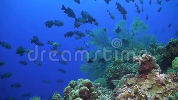 在珊瑚礁上打鼾视频的预览图