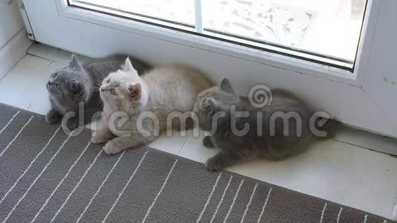 英国小猫在地毯上玩耍视频的预览图