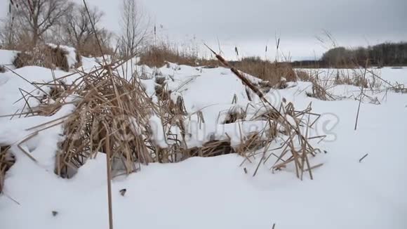 雪中的干草在河上芦苇美丽的冬季景观视频的预览图