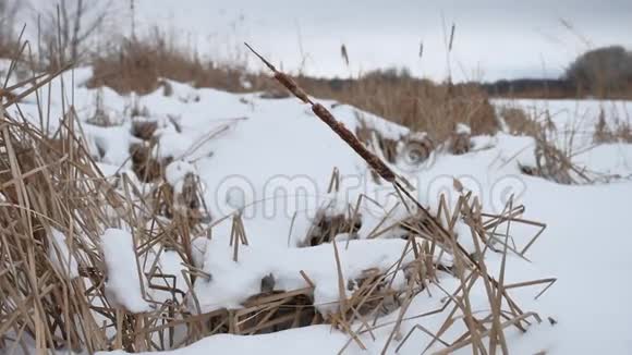 雪中的干草在河上芦苇冬天美丽的风景视频的预览图
