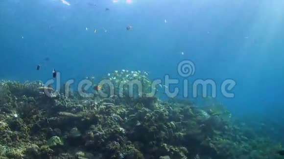 珊瑚礁和鱼视频的预览图