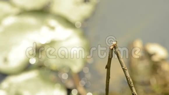 宽体追逐蜻蜓视频的预览图
