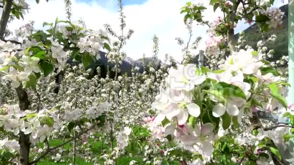 苹果花在四月视频的预览图