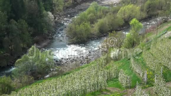 苹果花在四月视频的预览图