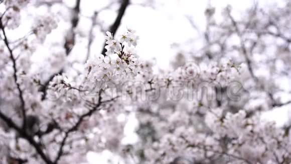 樱花春天的樱花视频的预览图