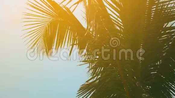 沙滩上的棕榈树夏日的微风视频的预览图